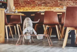 MiaCara Cena Hondenvoerbak Small Stone -Exporteren Accessoires & Meubels Winkel x886x886 miacara cena hondenvoerbak l3.jpg.pagespeed.ic .PokejmiFju