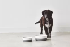 MiaCara Coppa Hondenvoerbak Small/medium Ø17.5 Nude 8 MiaCara Coppa Hondenvoerbak Small/medium Ø17.5 Nude -Exporteren Accessoires & Meubels Winkel x886x886 miacara coppa hondenvoerbak medium large.jpg.pagespeed.ic .ga3wGkeSBU