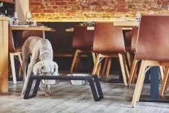 MiaCara Desco Hondenvoerbak Medium Aluminium Zwart 21 MiaCara Desco Hondenvoerbak Medium Aluminium Zwart -Exporteren Accessoires & Meubels Winkel x886x886 miacara desco hondenvoerbak medium25.jpg.pagespeed.ic .j3pooza1mJ 2