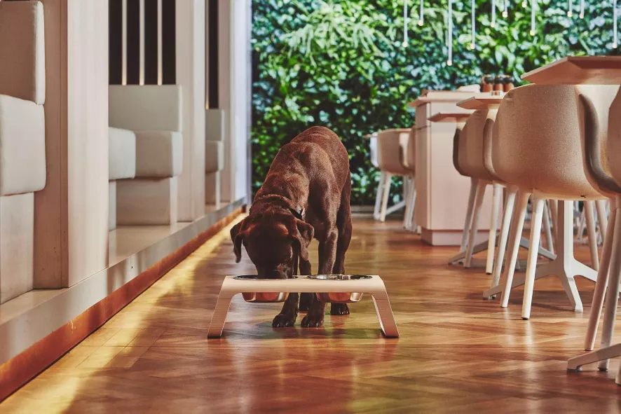 MiaCara Desco Hondenvoerbak Medium Essen Grijs 9 MiaCara Desco Hondenvoerbak Medium Essen Grijs - Afbeelding 9