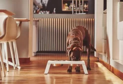 MiaCara Desco Hondenvoerbak Medium Aluminium Zwart 29 MiaCara Desco Hondenvoerbak Medium Aluminium Zwart -Exporteren Accessoires & Meubels Winkel x886x886 miacara desco hondenvoerbak medium33.jpg.pagespeed.ic .TDHbqON8WS 2