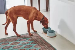 MiaCara Doppio Hondenvoerbak Medium Berry -Exporteren Accessoires & Meubels Winkel x886x886 miacara doppio hondenvoerbak met blad small3.jpg.pagespeed.ic .s6lMs3l lx