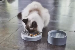 MiaCara Fresco Kattenvoerbak Ø14 Berry -Exporteren Accessoires & Meubels Winkel x886x886 miacara fresco kattenvoerbak11.jpg.pagespeed.ic .bKzc2GDKN 1 2