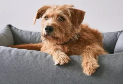 MiaCara Mare Hondenmand Small Rock -Exporteren Accessoires & Meubels Winkel x886x886 miacara mare hondenmand small3.jpg.pagespeed.ic .WhmckH0NGt