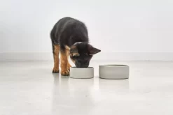 MiaCara Scodella Hondenvoerbak Large Cement -Exporteren Accessoires & Meubels Winkel x886x886 miacara scodella hondenvoerbak large2.jpg.pagespeed.ic .EPohjv346t