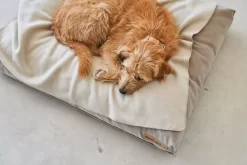 MiaCara Velluto Hondenkussen Small Nude -Exporteren Accessoires & Meubels Winkel x886x886 miacara velluto hondenkussen large1.jpg.pagespeed.ic .grdU4YVL2l 1