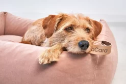 MiaCara Velluto Hondenmand Medium Nude -Exporteren Accessoires & Meubels Winkel x886x886 miacara velluto hondenmand large11.jpg.pagespeed.ic .0QPHqCgLpa